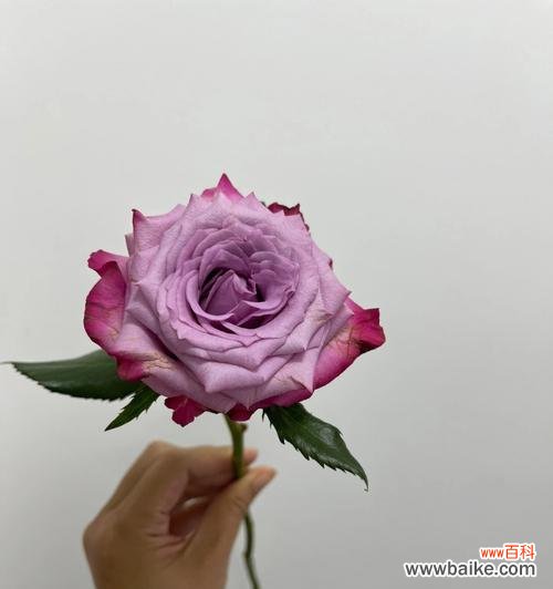 探秘多头玫瑰九星蓝狐的神秘语言 多头玫瑰九星蓝狐花语