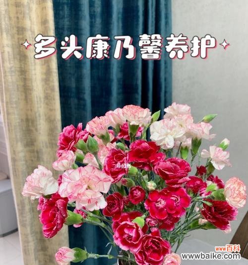 解读多头康乃馨的神秘魅力 多头康乃馨