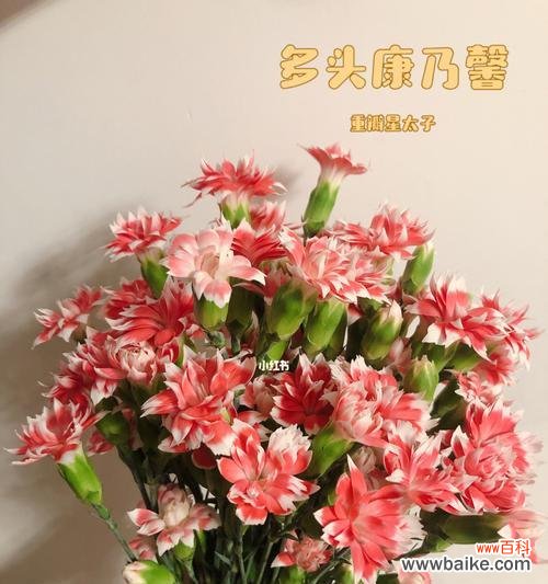 解读多头康乃馨的神秘魅力 多头康乃馨