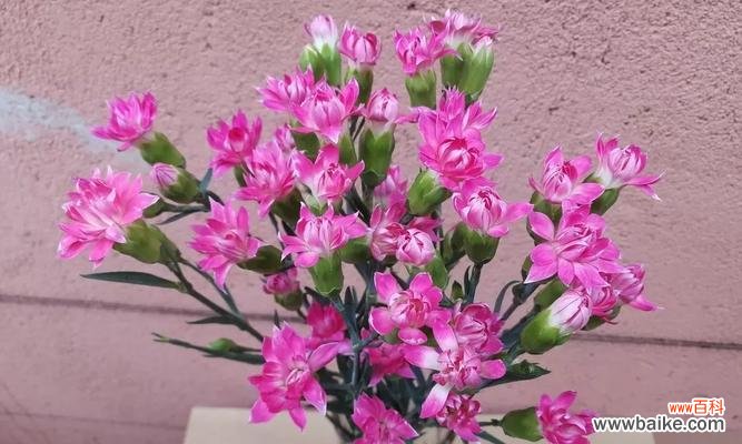 解读多头康乃馨的神秘魅力 多头康乃馨