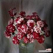 用气泡的形式传递爱意 多头泡泡玫瑰的浪漫寓意