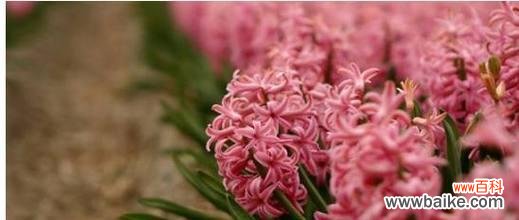 传递柔美与祝福的花之语言 《花开花落,传递爱意——以粉风信子的花语》