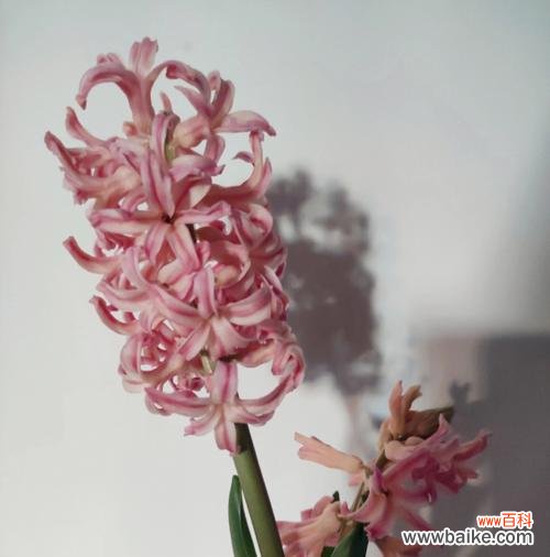 传递柔美与祝福的花之语言 《花开花落,传递爱意——以粉风信子的花语》