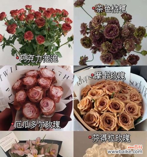 探索芬德拉玫瑰的花语之美 芬德拉玫瑰花语