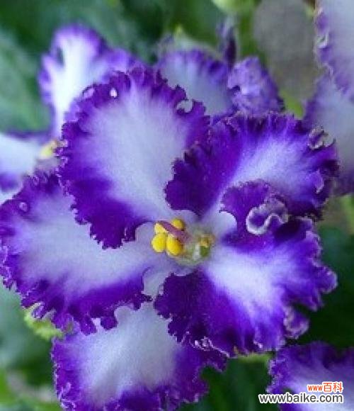 倾听非洲紫罗兰花语 非洲紫罗兰花语