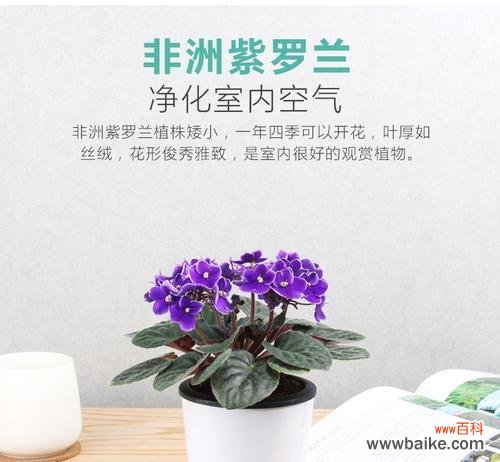 倾听非洲紫罗兰花语 非洲紫罗兰花语