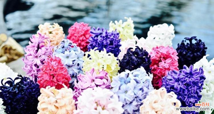 以花语为媒 粉色风信子花语之美