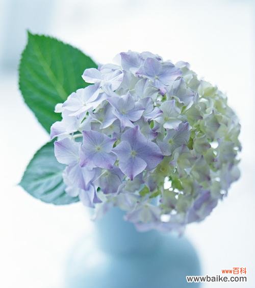 以花语为媒 粉色风信子花语之美