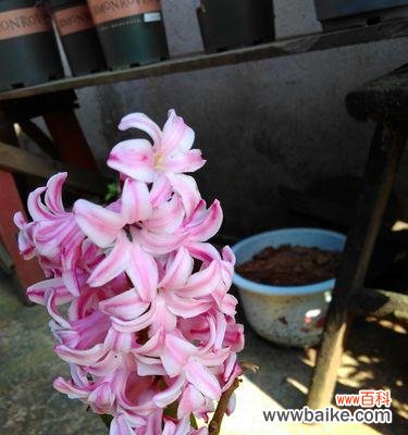 以花语为媒 粉色风信子花语之美