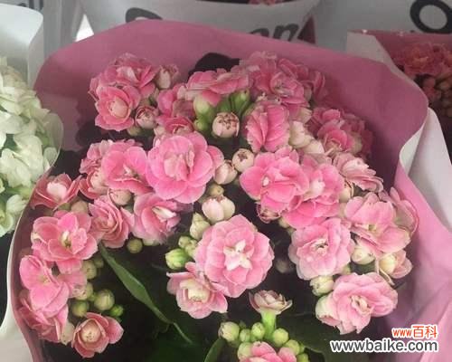 探索粉色长寿花的秘密和象征意义 粉色长寿花的花语及其寓意