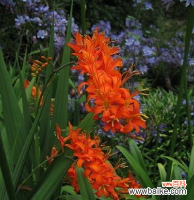 探寻玫瑰花的花语及其热爱的意义 以玫瑰花的花语为主题的文章