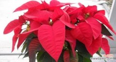 用囚禁为主题的花语探索心灵的自由之旅 花园中的囚徒