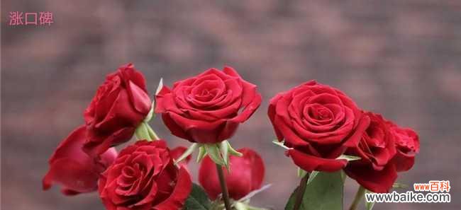 太阳花的花语如火如荼 热烈而灿烂——以太阳花为主题的花语