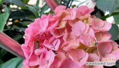 表达热情与关怀的康乃馨花语 热情之花——康乃馨的花语