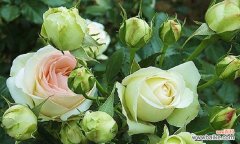 以玫瑰花语为主题 浪漫深情——用花语诠释爱情