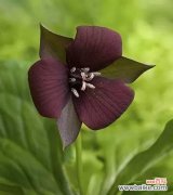 揭开百合花背后的神秘面纱 神秘之花