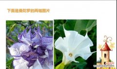 揭开秋海棠的神秘面纱 神秘冷漠之花