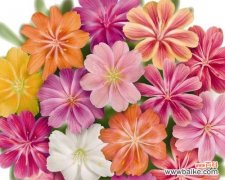 向生日的你致以美好的祝福 用玫瑰花表达生日快乐的花语