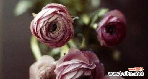 玫瑰花语传达着失恋的心伤 失恋花语之玫瑰的哀愁