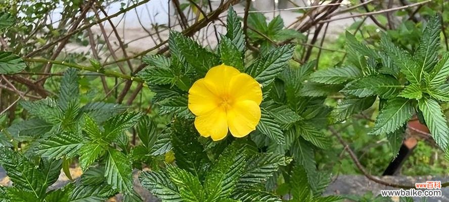 失去是生命的一部分 花语失去,静谧的哀伤