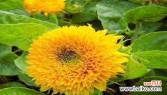 失去是生命的一部分 花语失去，静谧的哀伤