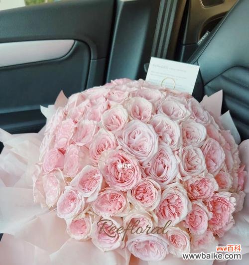 粉佳玫瑰的浪漫气质与爱情寓意 玫瑰的象征意义及粉佳玫瑰的特殊含义