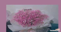 用满天星花语传递温馨祝福 粉色满天星花语