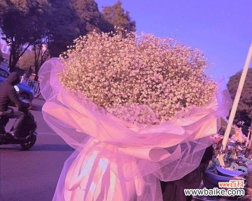 用满天星花语传递温馨祝福 粉色满天星花语