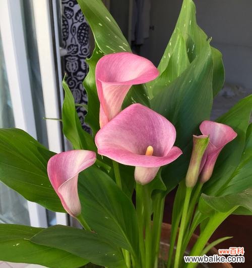 探寻马蹄莲花的美丽与寓意 粉色马蹄莲花的象征意义