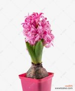 解读粉色风信子的象征意义 粉色风信子花语