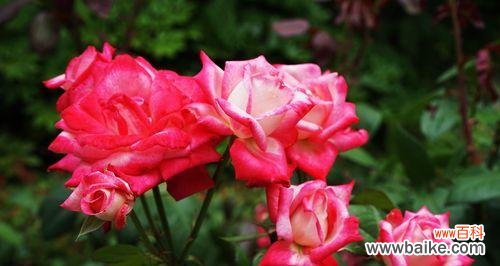 探索粉色月季花语的含义及其在人类生活中的意义 粉色月季花语