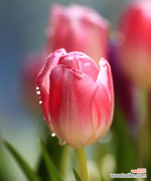 揭示粉色郁金香的神秘意义 粉色郁金香的美丽花语