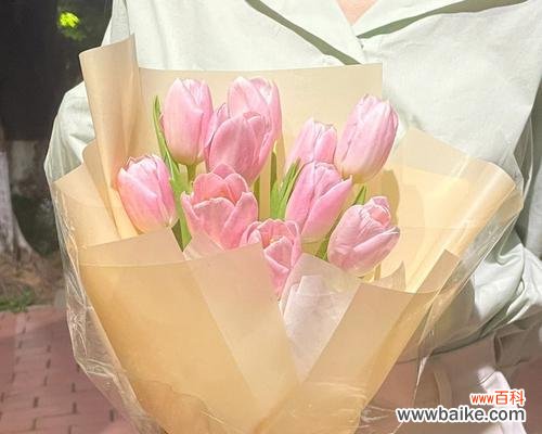 揭示粉色郁金香的神秘意义 粉色郁金香的美丽花语