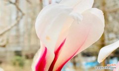 浪漫的粉色玉兰 粉色玉兰花的花语