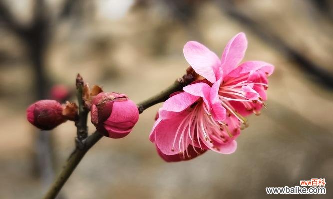探寻粉色梅花的深层意义 粉色梅花的花语与寓意