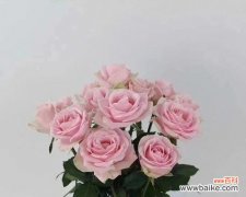 探寻粉雪山玫瑰的花语和意义 粉雪山玫瑰花语