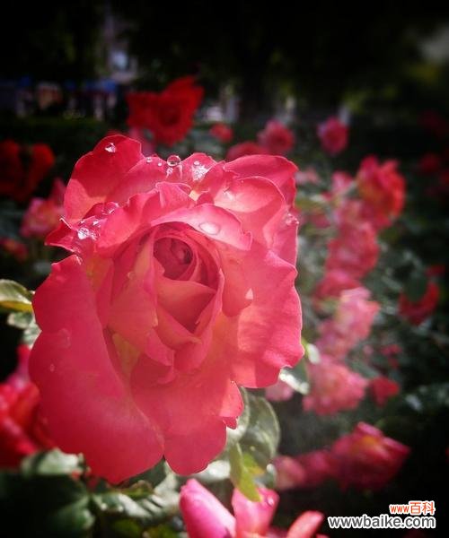 绽放在心间 粉色月季花