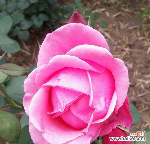 绽放在心间 粉色月季花