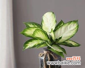 探寻粉黛万年青花的文化内涵与艺术价值 粉黛万年青花语