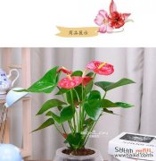 用花语传达真挚情感 以粉掌配玫瑰，传递爱的永恒寓意