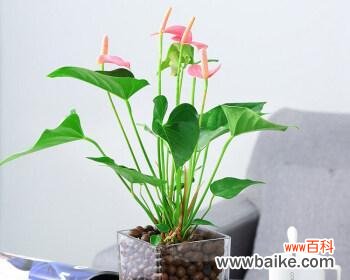 用花语传达真挚情感 以粉掌配玫瑰,传递爱的永恒寓意