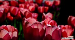 以花语传递爱的力量 花开不败，春暖芬芳——以粉郁金香花语为主题的文章