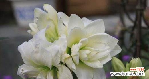 探索百合花作为守护一生的象征意义及其文化背景 守护一生的花语——以百合花为主题的花语探索