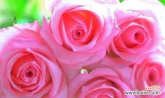 以蓝色风信子为主题的赎罪花语 花语赎罪