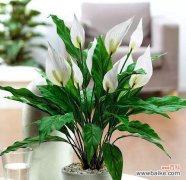 幸福 顺利之花-菊花的花语