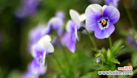 阳光照耀下的思念与希望 思念之花——向日葵的花语