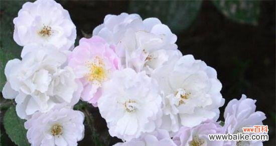 阳光照耀下的思念与希望 思念之花——向日葵的花语