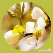 红色玫瑰 思念与等待，一朵寓意之花