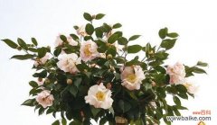 以百合花为主题的友谊之花语 思念朋友之花语