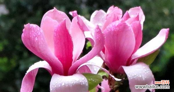 用薔薇诉说甜蜜爱意 甜蜜花语——以薔薇为主题的浪漫之旅